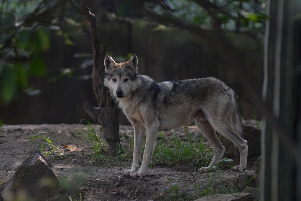 conservación del lobo mexicano