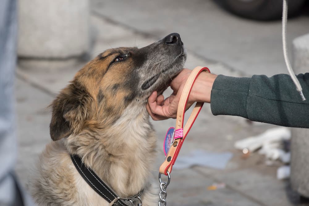 perro sin correa en Ecatepec
