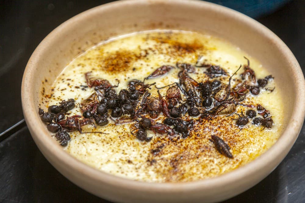 FESTIVAL DE INSECTOS COMESTIBLES 2020