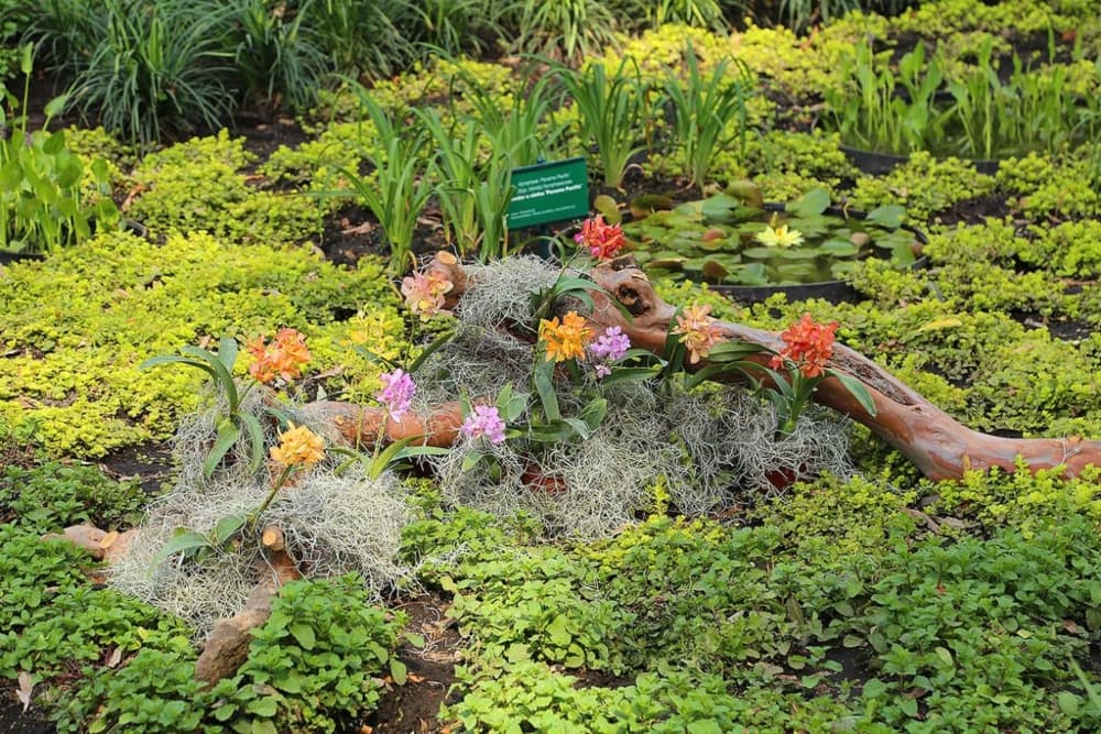 Lánzate a alguno de estos jardines botánicos en CDMX