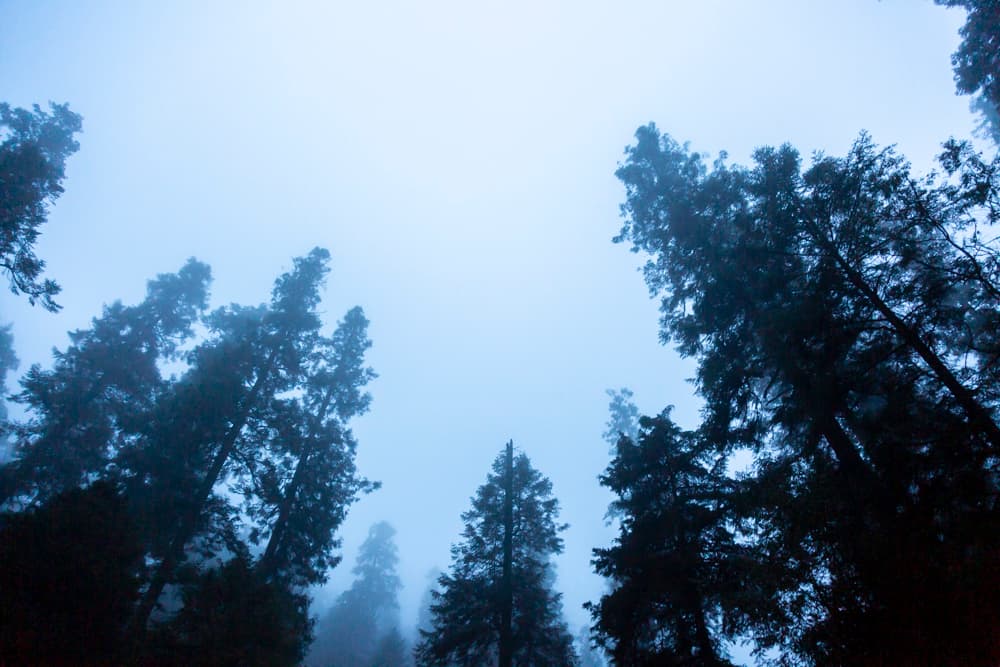 áreas naturales en CDMX