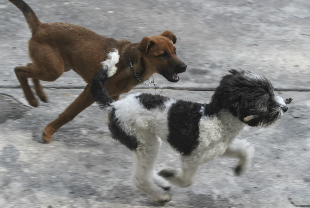 matanza en un centro de control canino