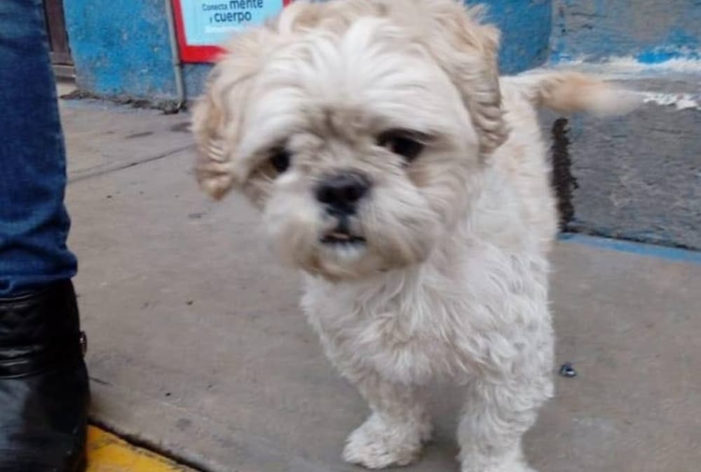 El caso del perro Sky y Mundo Patitas podría llegar a los juzgados