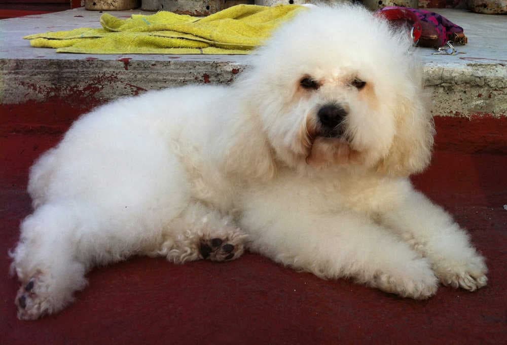 Secuestro de Mascotas