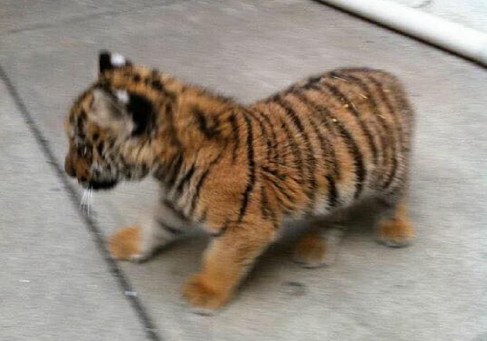 Reportan a vecinos que tienen un tigre en un restaurante de la CDMX