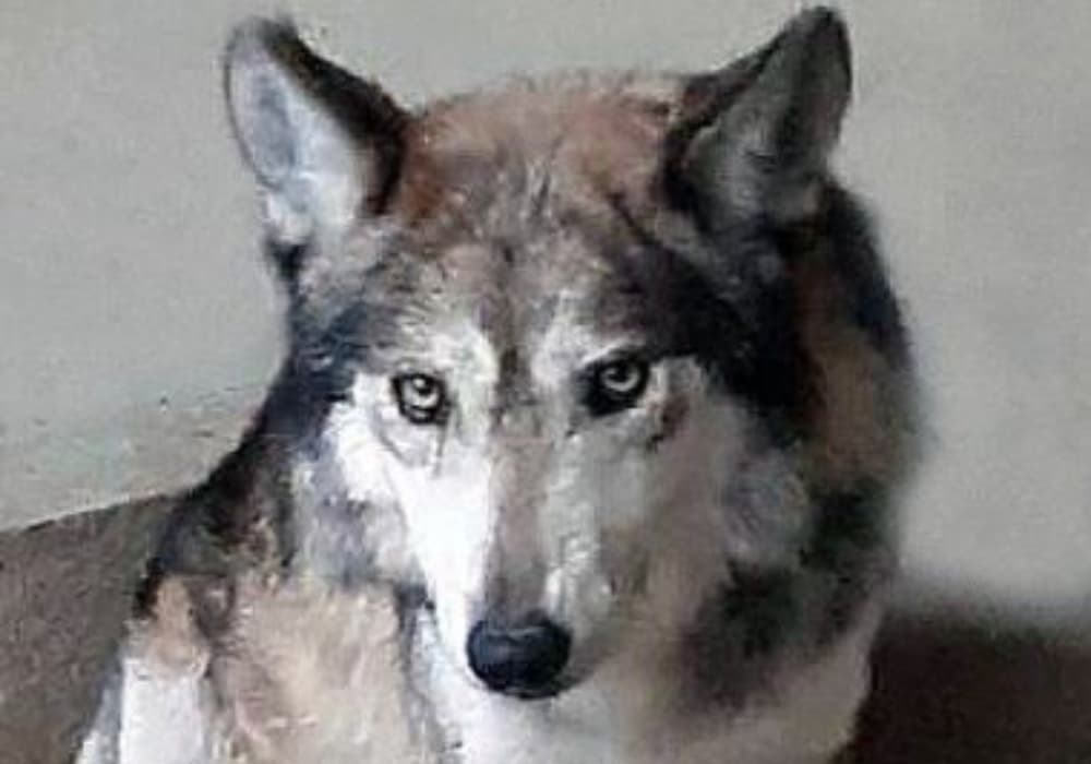 muere lobo mexicano en el Zoológico de San Juan de Aragón