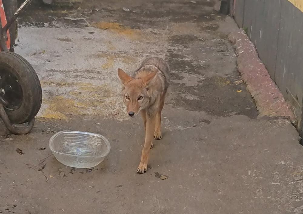 coyote en iztapalapa
