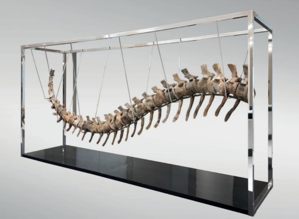 En la subasta de la cola de dinosaurio la pieza se vendió en un millón 850 mil pesos.