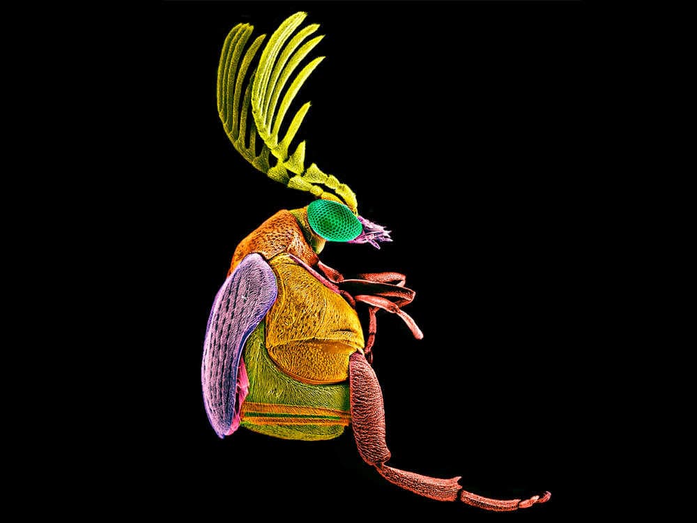 Fotografía Microscópica