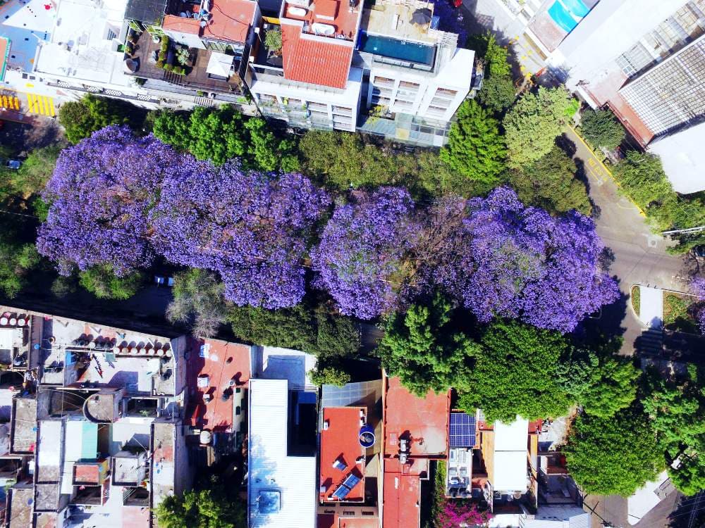lugares-para-ver-jacarandas-cdmx-