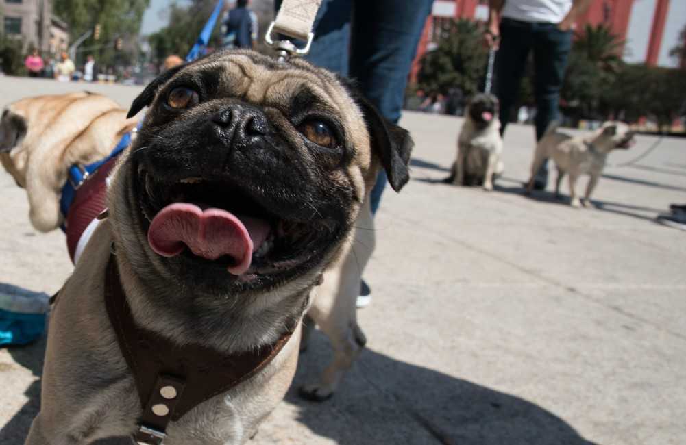 Honra a tu perro en el Kukur Tihar 2017.