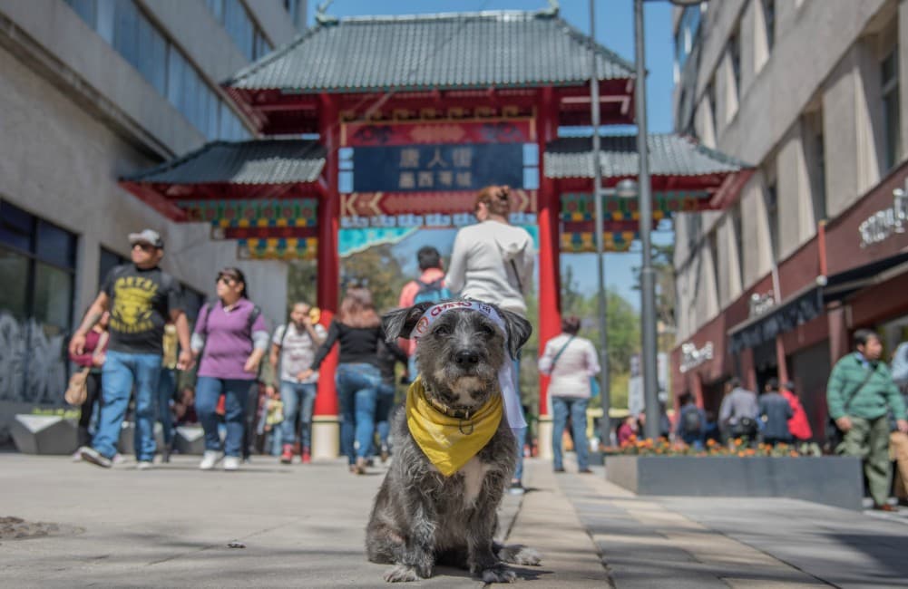 El Año Nuevo Chino en la CDMX inició con muchas actividades en el Barrio Chino y hasta con amuletos de la perrita Frida. 