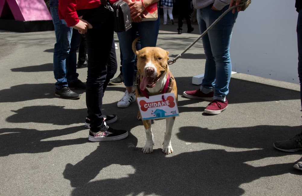 ¿Quieres adoptar una mascota? Córrele a esta feria de adopciones
