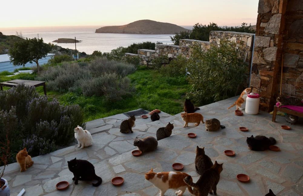 Buscan cuidador para un santuario de gatos en una isla paradisíaca