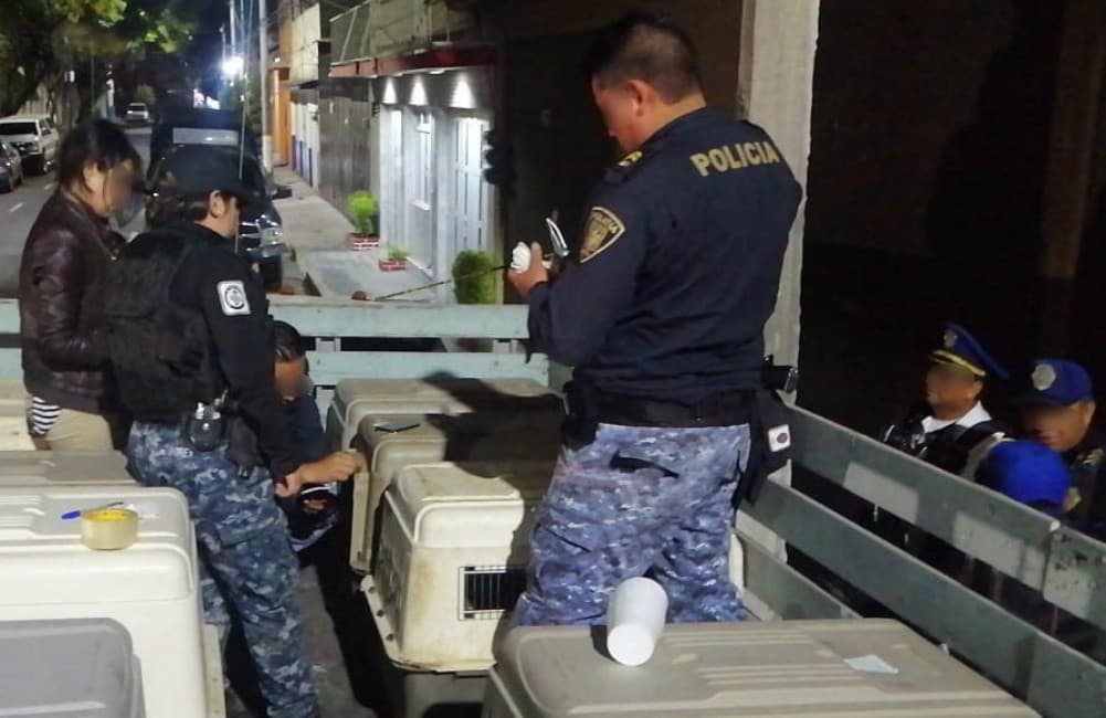 Elementos de la SSC rescataron perros en la GAM