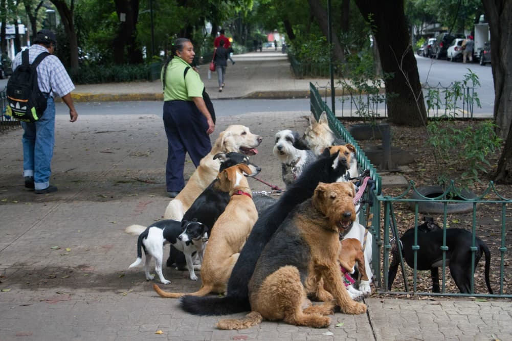 banda que roba mascotas
