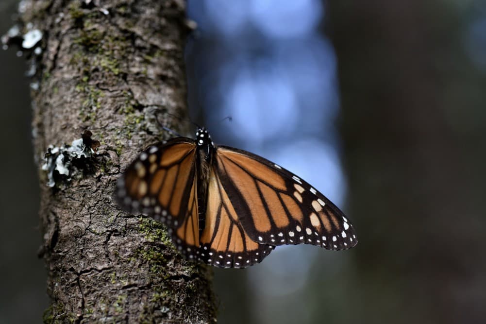mariposas monarca en el nevado de toluca