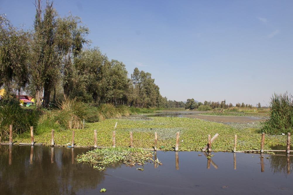 lirio acuático en Xochimilco