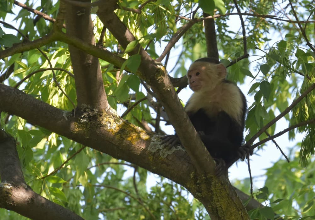 Mono capuchino de las Lomas vivirá en un zoológico chilango