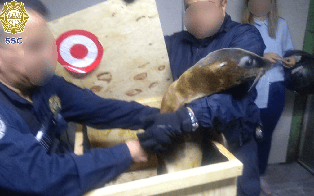 Rescatan a lobos marinos