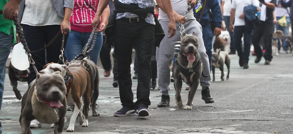 ataque de un pitbull en la Benito Juárez