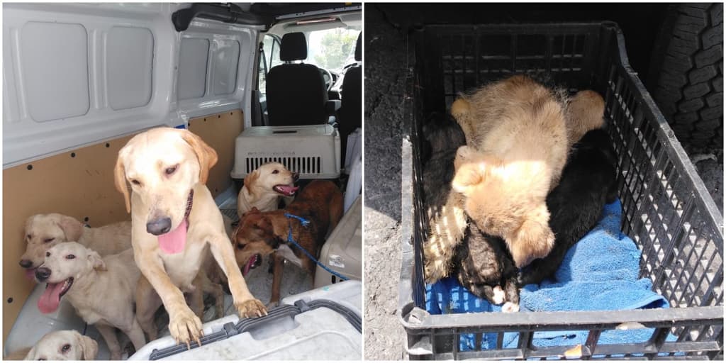 rescate de perros en la colonia Peralvillo