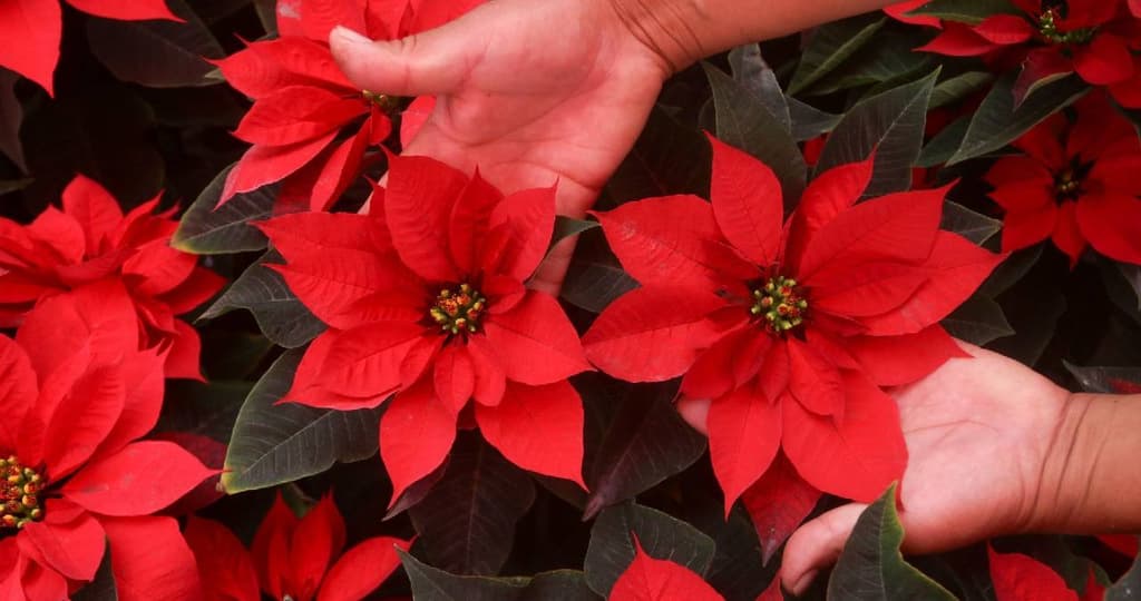 Feria de la Nochebuena en CDMX