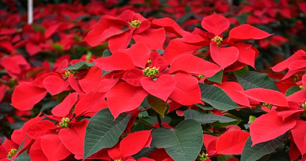 Historia de la Flor de Nochebuena