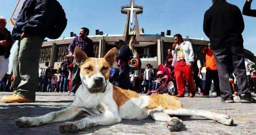 Perros peregrinos de la Basílica de Guadalupe
