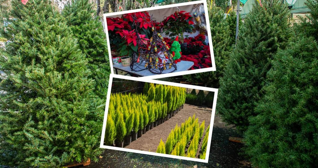 Árboles de Navidad en CDMX