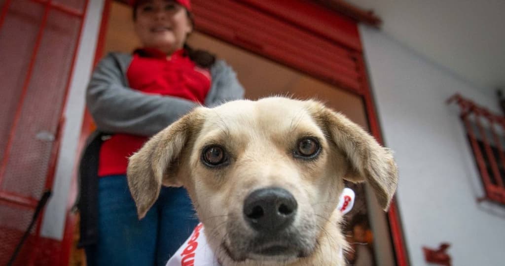 Nuevas obligaciones de dueños de mascotas en CDMX