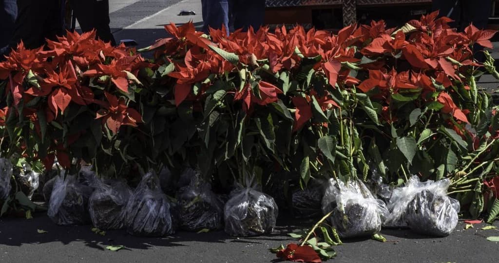 Nochebuenas marchitas CDMX