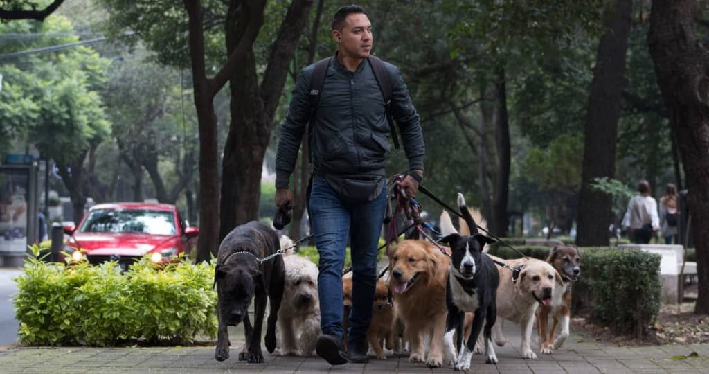 Curso para paseadores de perros