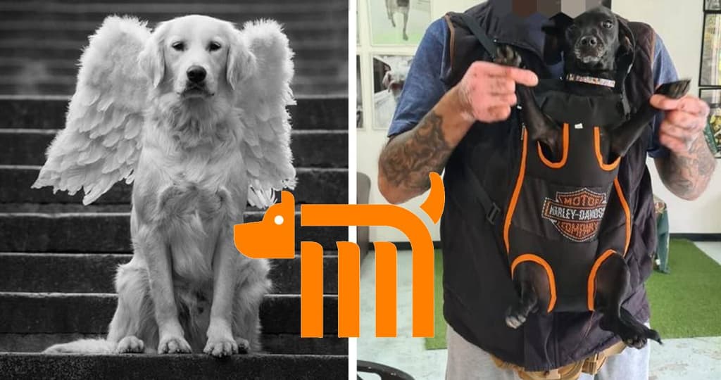 Historias del Regugio canino del Metro