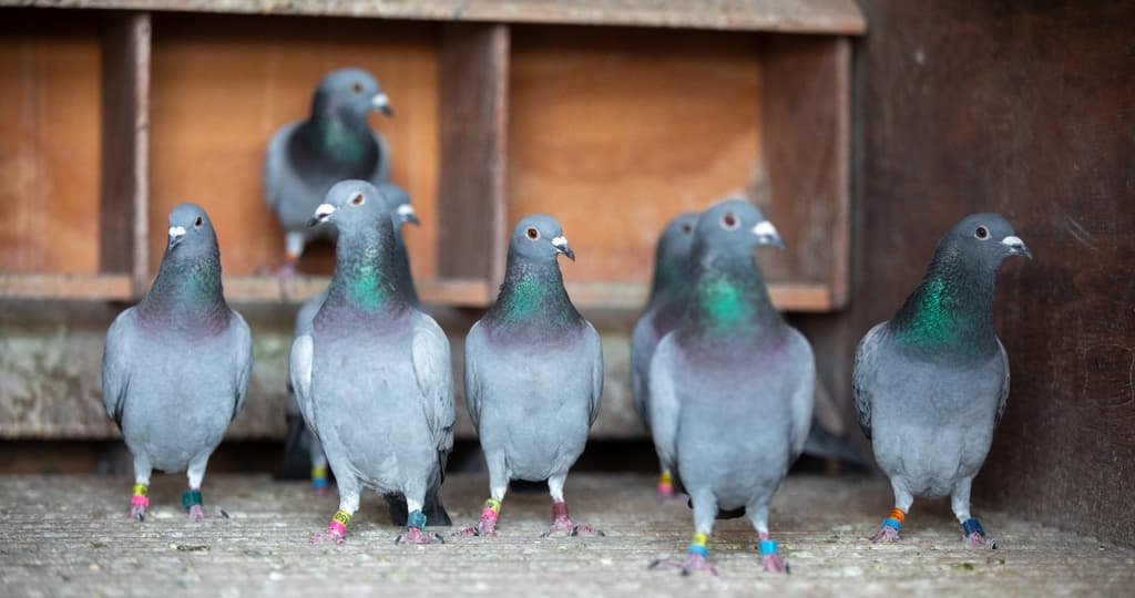 Colombofilia palomas mensajeras