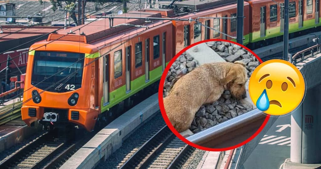 Perrito atropellado en la Línea 12 del Metro