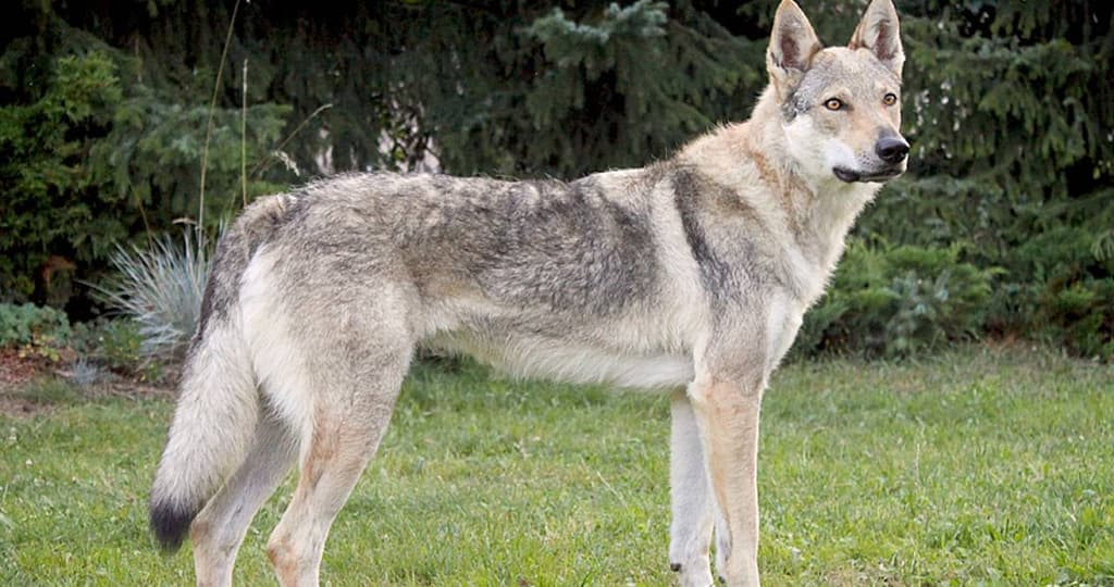 Perro Lobo Cecoslovaco