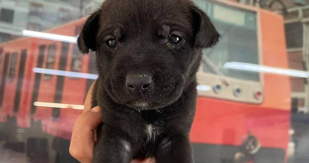 Abandonan a cachorritas en vagón del Metro de CDMX
