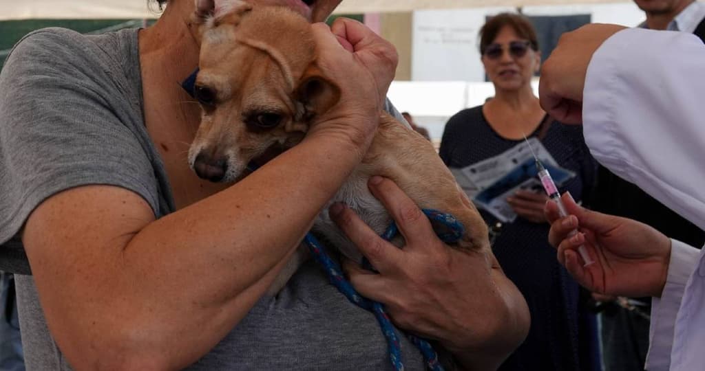 Complejo Infeccioso Respiratorio Canino