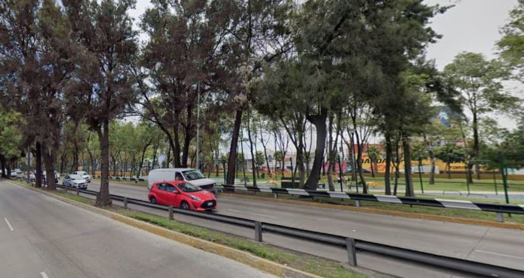 trasplantarán árboles en circuito interior