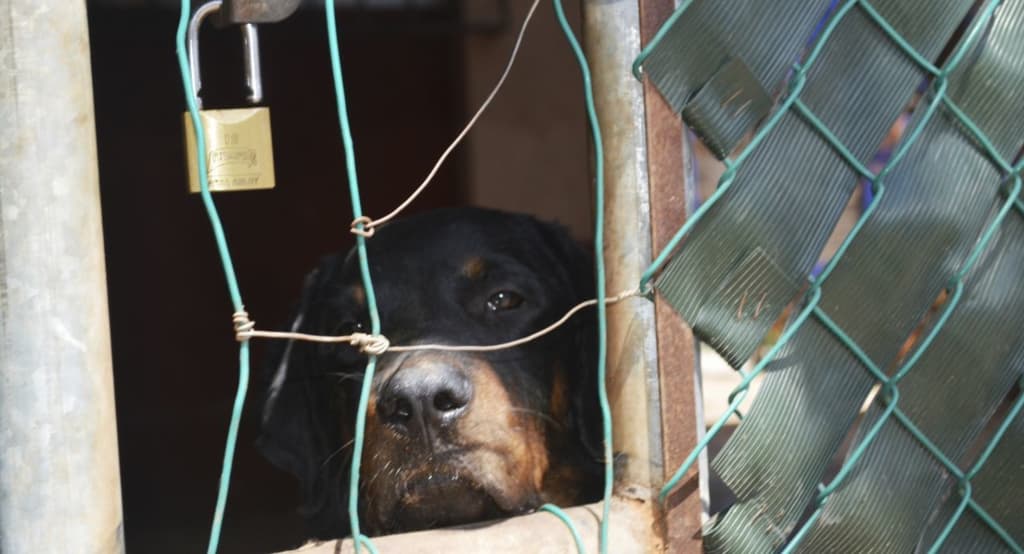 denuncias por maltrato animal