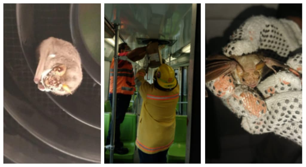 murciélago en el Metro