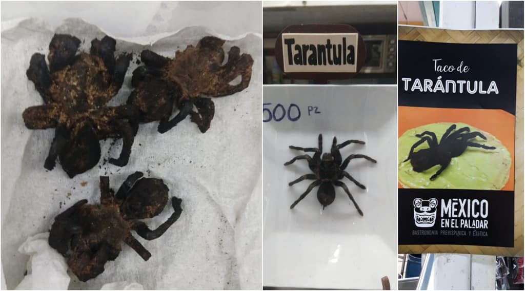 tarántulas en el mercado de san juan