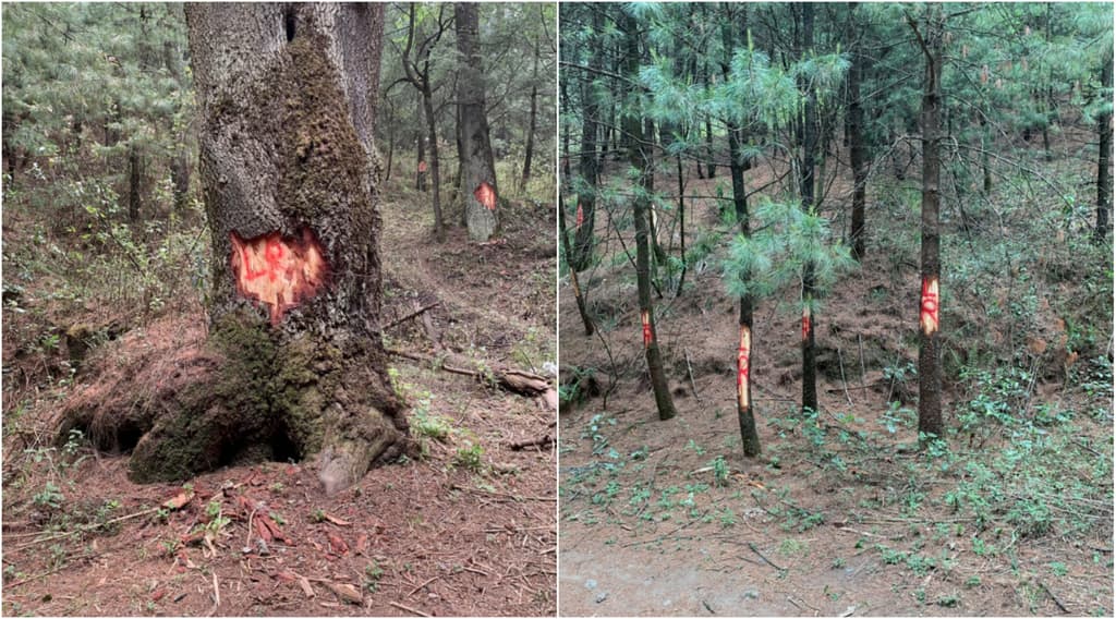 Parque Nacional Desierto de los Leones