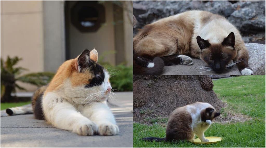 Gatos de palacio nacional