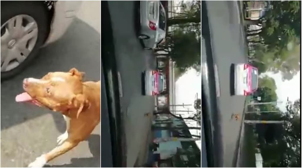 abandona a su perro en Azcapotzalco