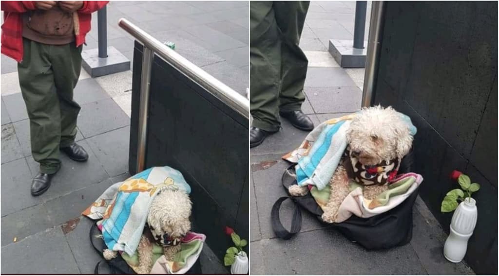 perrito que vende chicles en el Zócalo