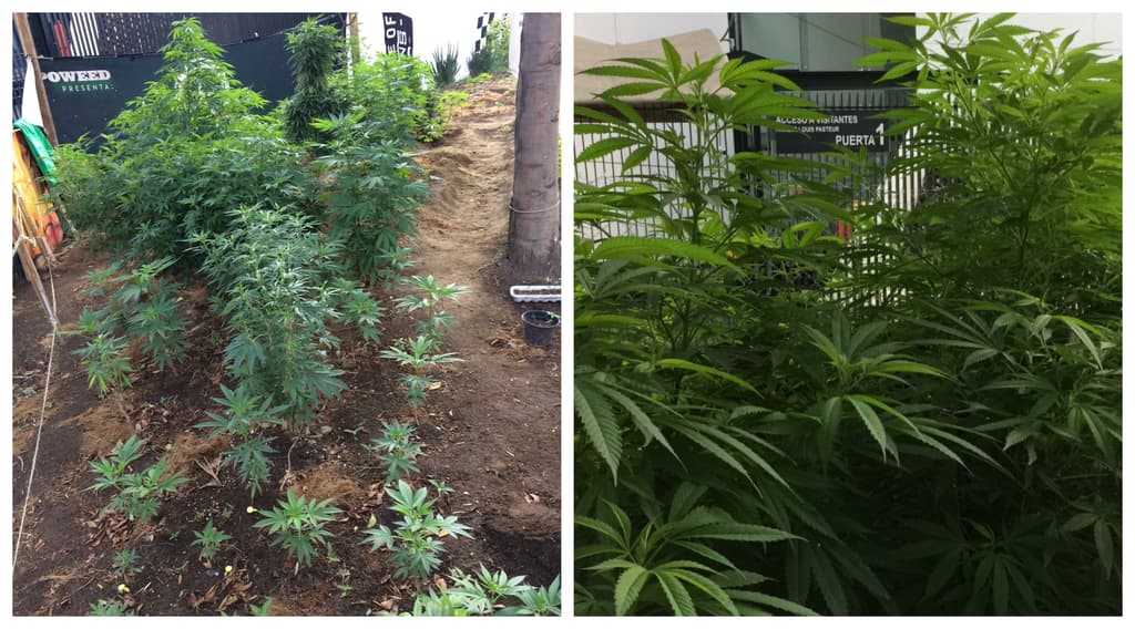 Mariguana en el senado