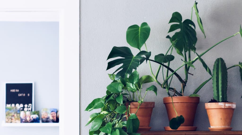 plantas para principiantes