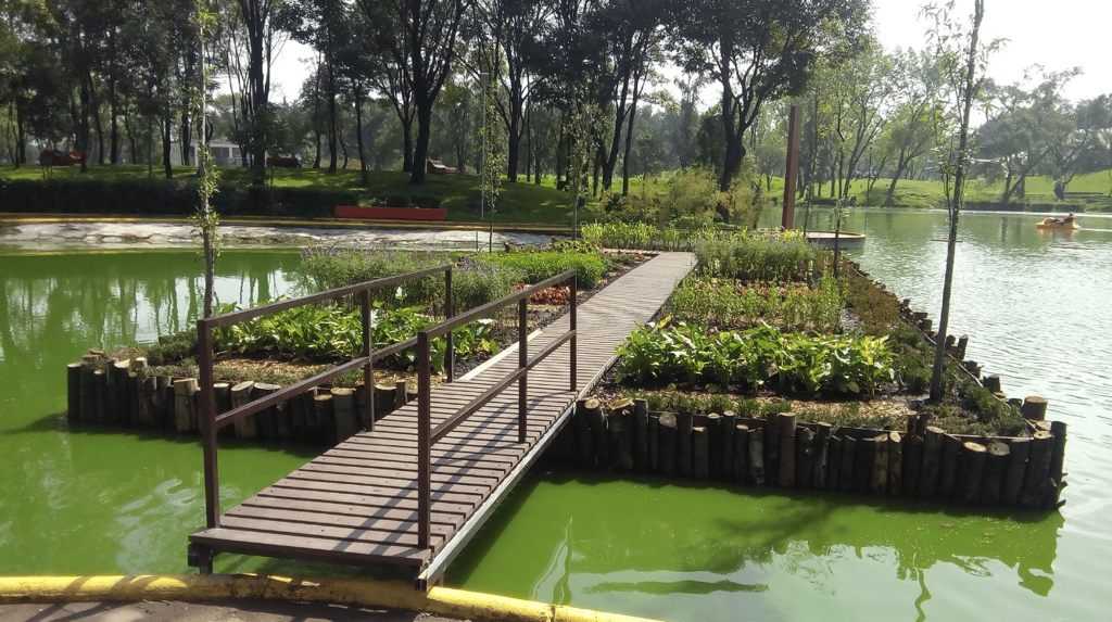 ajolotes al lago del parque Tezozomoc